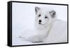 Arctic Fox (Vulpes Lagopus), Polar Park, Troms, Norway, Scandinavia-Sergio Pitamitz-Framed Stretched Canvas