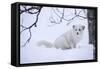 Arctic Fox (Vulpes Lagopus), Polar Park, Troms, Norway, Scandinavia-Sergio Pitamitz-Framed Stretched Canvas