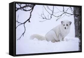 Arctic Fox (Vulpes Lagopus), Polar Park, Troms, Norway, Scandinavia-Sergio Pitamitz-Framed Stretched Canvas