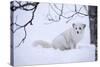 Arctic Fox (Vulpes Lagopus), Polar Park, Troms, Norway, Scandinavia-Sergio Pitamitz-Stretched Canvas