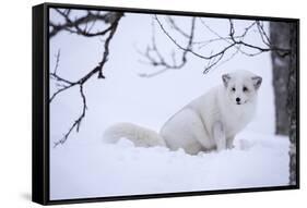 Arctic Fox (Vulpes Lagopus), Polar Park, Troms, Norway, Scandinavia-Sergio Pitamitz-Framed Stretched Canvas