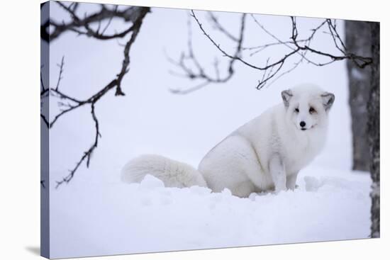Arctic Fox (Vulpes Lagopus), Polar Park, Troms, Norway, Scandinavia-Sergio Pitamitz-Stretched Canvas