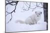 Arctic Fox (Vulpes Lagopus), Polar Park, Troms, Norway, Scandinavia-Sergio Pitamitz-Mounted Photographic Print