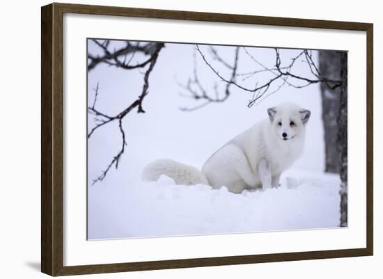 Arctic Fox (Vulpes Lagopus), Polar Park, Troms, Norway, Scandinavia-Sergio Pitamitz-Framed Photographic Print