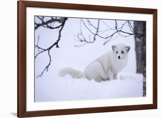 Arctic Fox (Vulpes Lagopus), Polar Park, Troms, Norway, Scandinavia-Sergio Pitamitz-Framed Photographic Print