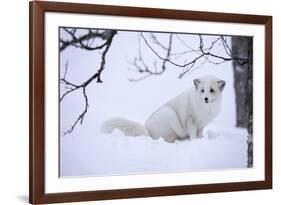 Arctic Fox (Vulpes Lagopus), Polar Park, Troms, Norway, Scandinavia-Sergio Pitamitz-Framed Photographic Print