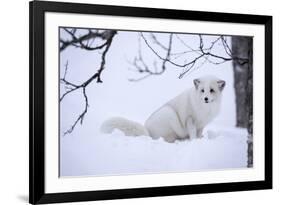 Arctic Fox (Vulpes Lagopus), Polar Park, Troms, Norway, Scandinavia-Sergio Pitamitz-Framed Photographic Print