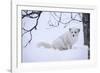 Arctic Fox (Vulpes Lagopus), Polar Park, Troms, Norway, Scandinavia-Sergio Pitamitz-Framed Photographic Print