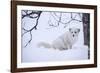 Arctic Fox (Vulpes Lagopus), Polar Park, Troms, Norway, Scandinavia-Sergio Pitamitz-Framed Photographic Print