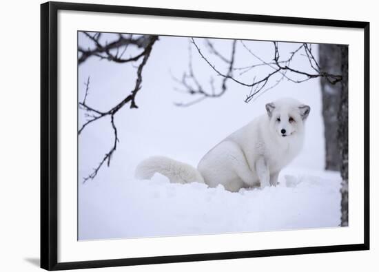 Arctic Fox (Vulpes Lagopus), Polar Park, Troms, Norway, Scandinavia-Sergio Pitamitz-Framed Photographic Print