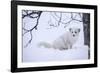 Arctic Fox (Vulpes Lagopus), Polar Park, Troms, Norway, Scandinavia-Sergio Pitamitz-Framed Photographic Print