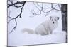 Arctic Fox (Vulpes Lagopus), Polar Park, Troms, Norway, Scandinavia-Sergio Pitamitz-Mounted Photographic Print