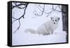 Arctic Fox (Vulpes Lagopus), Polar Park, Troms, Norway, Scandinavia-Sergio Pitamitz-Framed Stretched Canvas