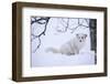 Arctic Fox (Vulpes Lagopus), Polar Park, Troms, Norway, Scandinavia-Sergio Pitamitz-Framed Photographic Print