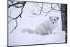 Arctic Fox (Vulpes Lagopus), Polar Park, Troms, Norway, Scandinavia-Sergio Pitamitz-Mounted Photographic Print