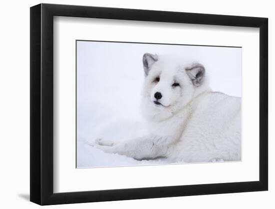 Arctic Fox (Vulpes Lagopus), Polar Park, Troms, Norway, Scandinavia-Sergio Pitamitz-Framed Premium Photographic Print