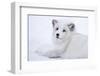 Arctic Fox (Vulpes Lagopus), Polar Park, Troms, Norway, Scandinavia-Sergio Pitamitz-Framed Photographic Print