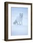 Arctic Fox (Vulpes lagopus) portrait in winter coat, Svalbard, Norway, April.-Danny Green-Framed Photographic Print