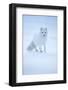 Arctic Fox (Vulpes lagopus) portrait in winter coat, Svalbard, Norway, April.-Danny Green-Framed Photographic Print