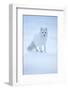 Arctic Fox (Vulpes lagopus) portrait in winter coat, Svalbard, Norway, April.-Danny Green-Framed Photographic Print