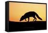 Arctic Fox (Vulpes Lagopus) Silhouetted at Sunset, Greenland, August 2009-Jensen-Framed Stretched Canvas