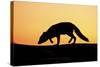 Arctic Fox (Vulpes Lagopus) Silhouetted at Sunset, Greenland, August 2009-Jensen-Stretched Canvas