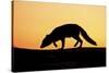 Arctic Fox (Vulpes Lagopus) Silhouetted at Sunset, Greenland, August 2009-Jensen-Stretched Canvas