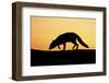 Arctic Fox (Vulpes Lagopus) Silhouetted at Sunset, Greenland, August 2009-Jensen-Framed Photographic Print