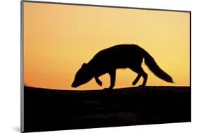 Arctic Fox (Vulpes Lagopus) Silhouetted at Sunset, Greenland, August 2009-Jensen-Mounted Photographic Print