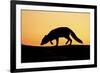 Arctic Fox (Vulpes Lagopus) Silhouetted at Sunset, Greenland, August 2009-Jensen-Framed Photographic Print