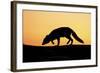 Arctic Fox (Vulpes Lagopus) Silhouetted at Sunset, Greenland, August 2009-Jensen-Framed Photographic Print
