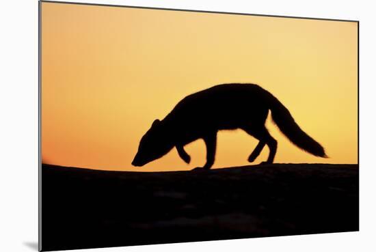 Arctic Fox (Vulpes Lagopus) Silhouetted at Sunset, Greenland, August 2009-Jensen-Mounted Photographic Print