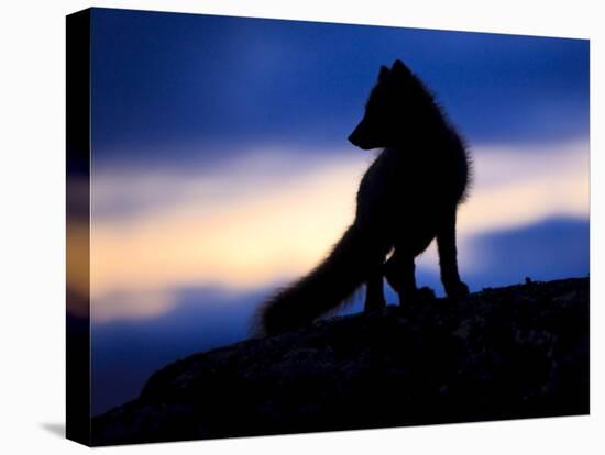 Arctic Fox (Vulpes Lagopus) Silhouetted at Twilight, Greenland, August 2009-Jensen-Stretched Canvas