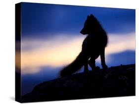 Arctic Fox (Vulpes Lagopus) Silhouetted at Twilight, Greenland, August 2009-Jensen-Stretched Canvas