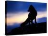 Arctic Fox (Vulpes Lagopus) Silhouetted at Twilight, Greenland, August 2009-Jensen-Stretched Canvas