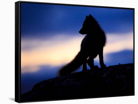 Arctic Fox (Vulpes Lagopus) Silhouetted at Twilight, Greenland, August 2009-Jensen-Framed Stretched Canvas