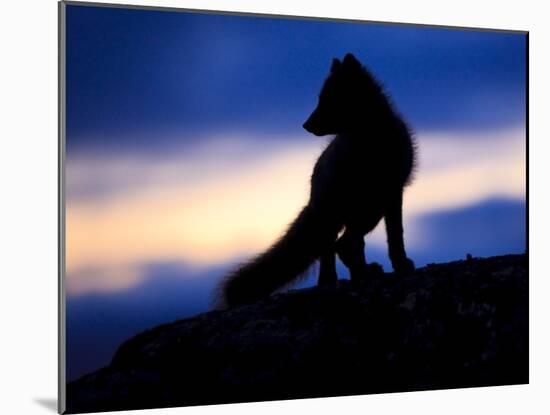 Arctic Fox (Vulpes Lagopus) Silhouetted at Twilight, Greenland, August 2009-Jensen-Mounted Photographic Print