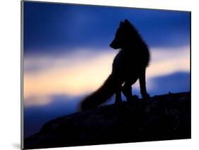 Arctic Fox (Vulpes Lagopus) Silhouetted at Twilight, Greenland, August 2009-Jensen-Mounted Photographic Print