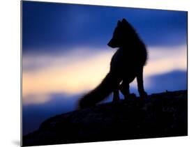 Arctic Fox (Vulpes Lagopus) Silhouetted at Twilight, Greenland, August 2009-Jensen-Mounted Photographic Print