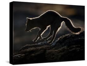 Arctic Fox (Vulpes Lagopus) Silhouetted While Jumping, Disko Bay, Greenland, August 2009-Jensen-Stretched Canvas