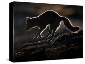 Arctic Fox (Vulpes Lagopus) Silhouetted While Jumping, Disko Bay, Greenland, August 2009-Jensen-Stretched Canvas