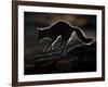 Arctic Fox (Vulpes Lagopus) Silhouetted While Jumping, Disko Bay, Greenland, August 2009-Jensen-Framed Photographic Print