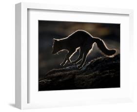 Arctic Fox (Vulpes Lagopus) Silhouetted While Jumping, Disko Bay, Greenland, August 2009-Jensen-Framed Photographic Print