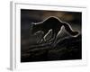 Arctic Fox (Vulpes Lagopus) Silhouetted While Jumping, Disko Bay, Greenland, August 2009-Jensen-Framed Photographic Print