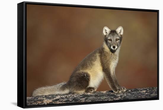 Arctic Fox (Vulpes Lagopus) Sitting, Disko Bay, Greenland, August 2009-Jensen-Framed Stretched Canvas