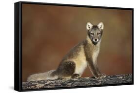 Arctic Fox (Vulpes Lagopus) Sitting, Disko Bay, Greenland, August 2009-Jensen-Framed Stretched Canvas