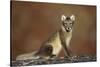 Arctic Fox (Vulpes Lagopus) Sitting, Disko Bay, Greenland, August 2009-Jensen-Stretched Canvas