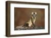 Arctic Fox (Vulpes Lagopus) Sitting, Disko Bay, Greenland, August 2009-Jensen-Framed Photographic Print