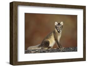 Arctic Fox (Vulpes Lagopus) Sitting, Disko Bay, Greenland, August 2009-Jensen-Framed Photographic Print