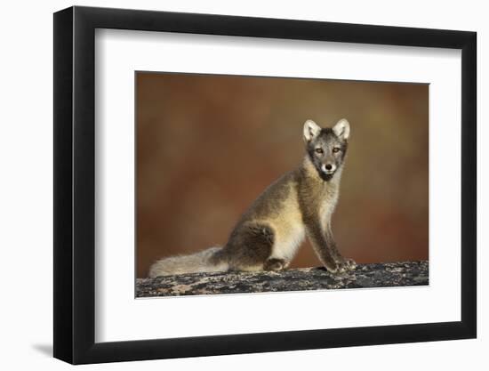 Arctic Fox (Vulpes Lagopus) Sitting, Disko Bay, Greenland, August 2009-Jensen-Framed Photographic Print